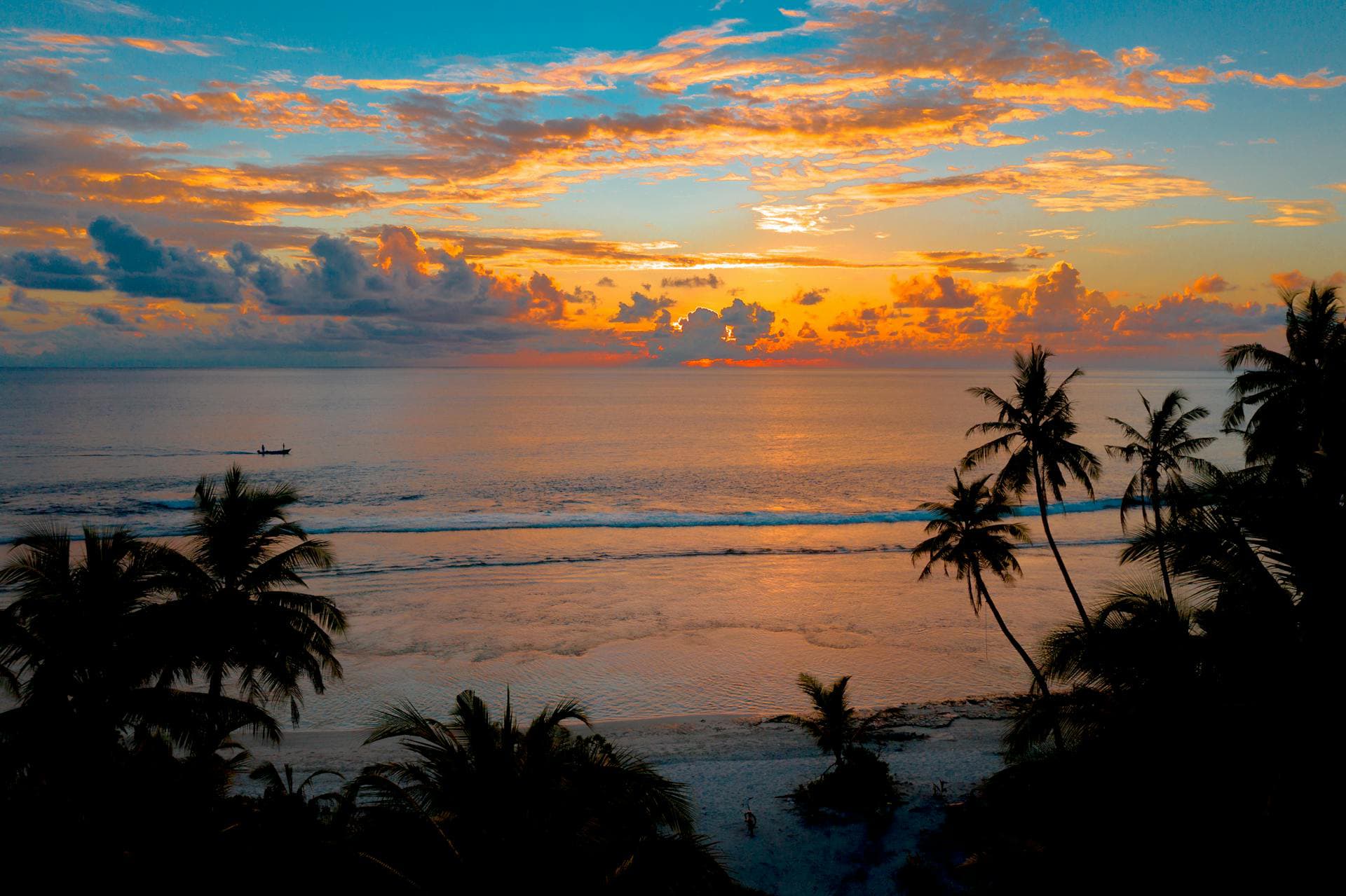 Image of Palm trees on a the beach